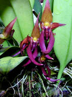 Image of Bulbophyllum levanae Ames