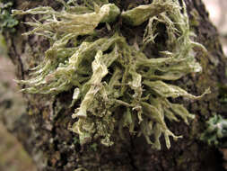 Image of Cartilage lichen