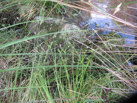 Juncus prismatocarpus R. Br. resmi