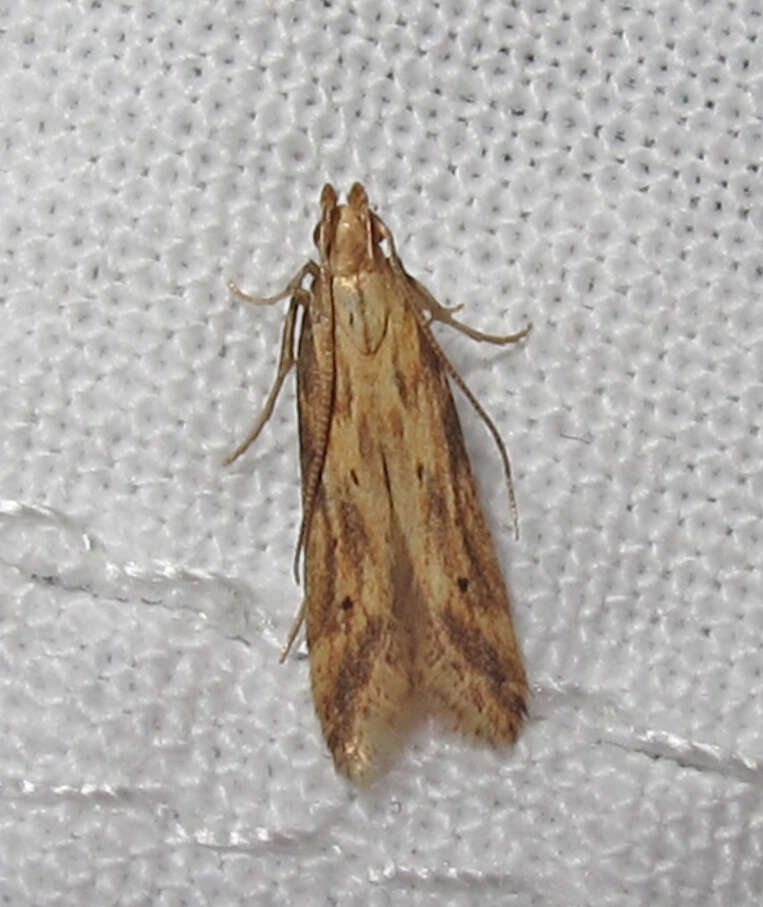 Image of Moth