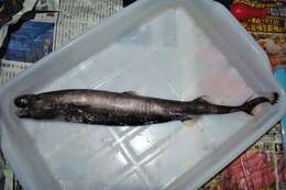 Image of Viper Dogfish