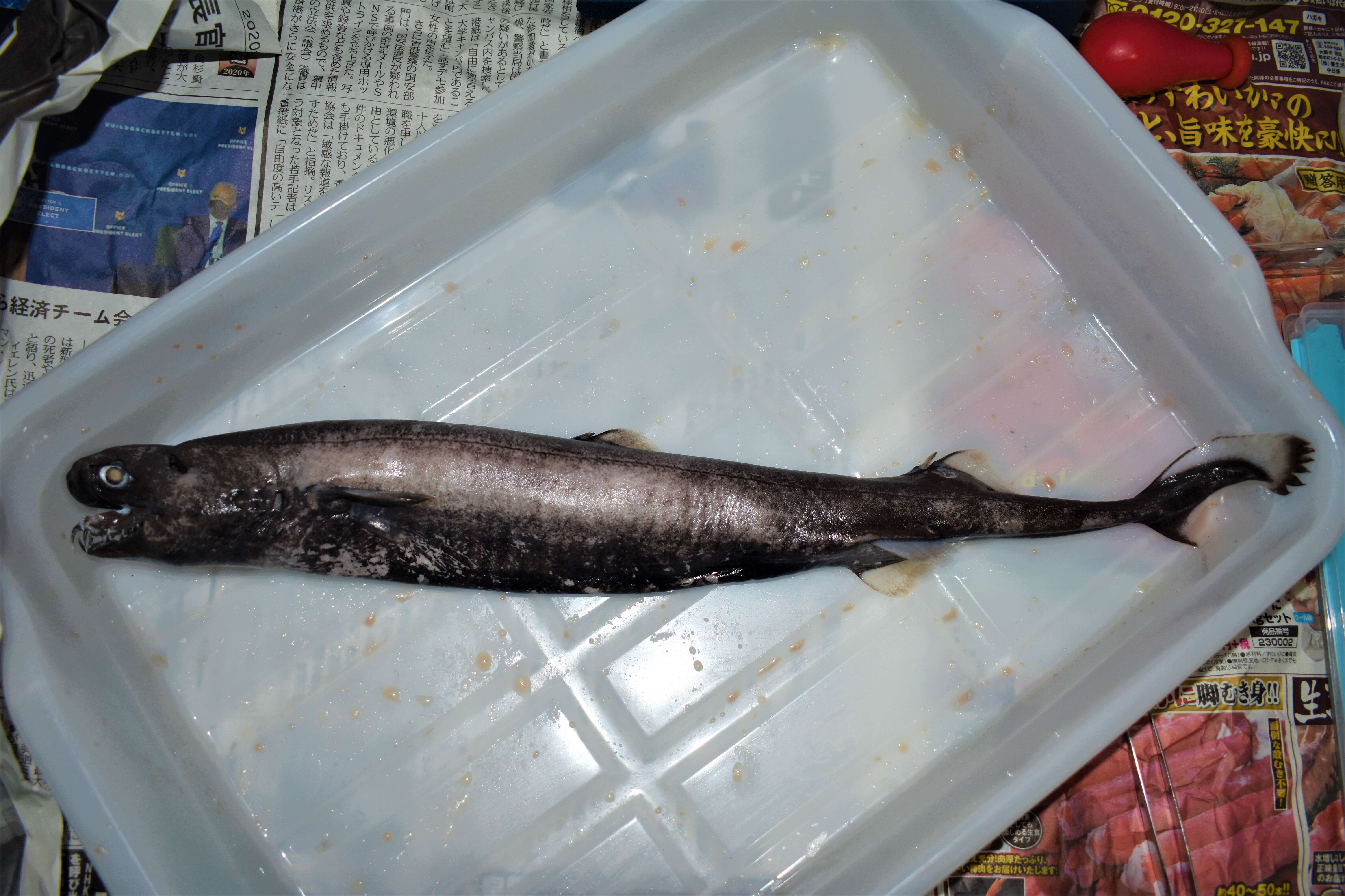Image of Viper Dogfish