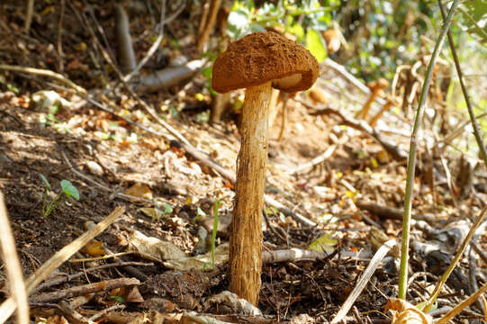 Image de Battarrea phalloides (Dicks.) Pers. 1801