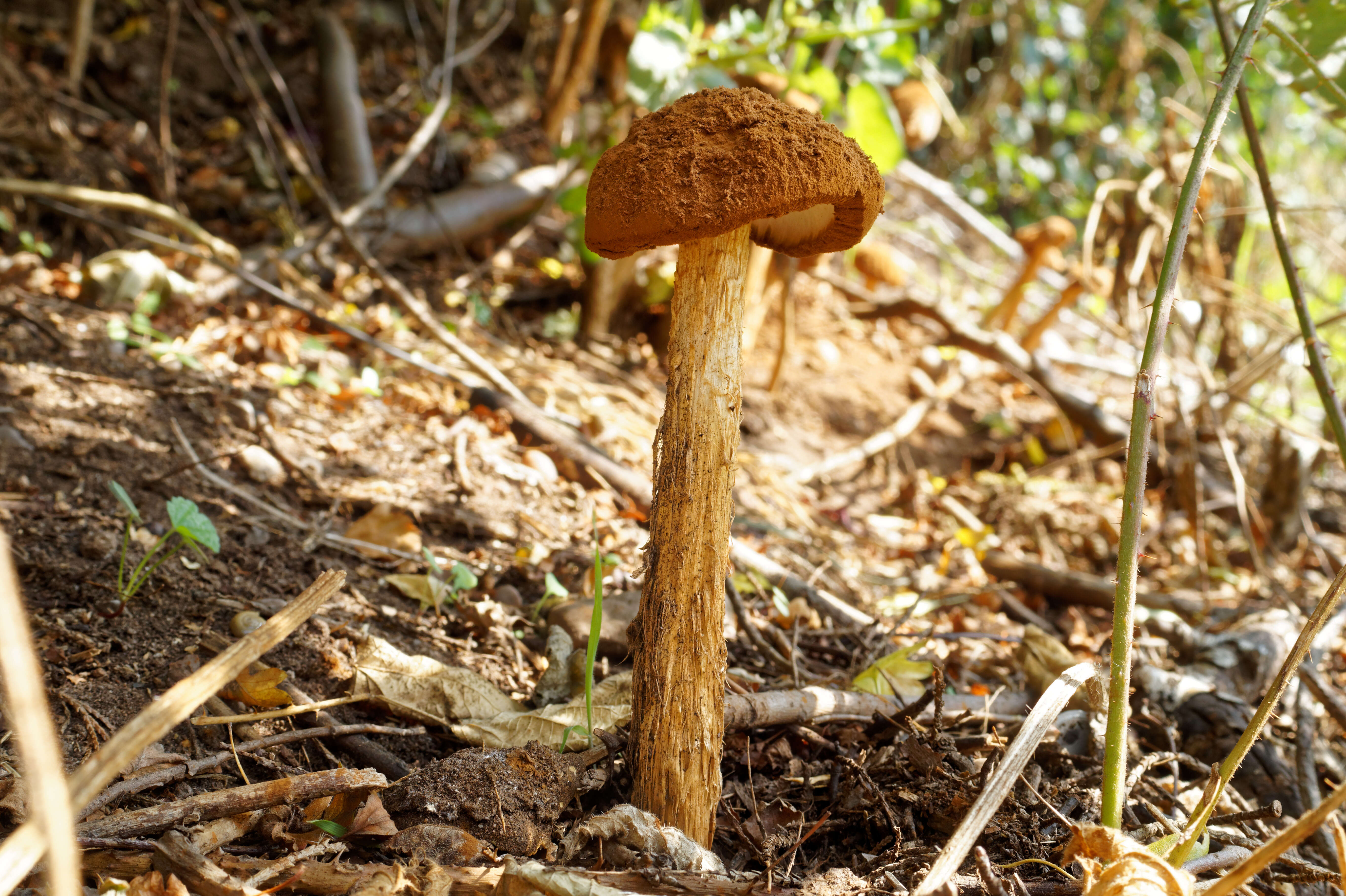 Imagem de Battarrea phalloides (Dicks.) Pers. 1801