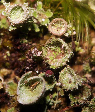 Image of cup lichen