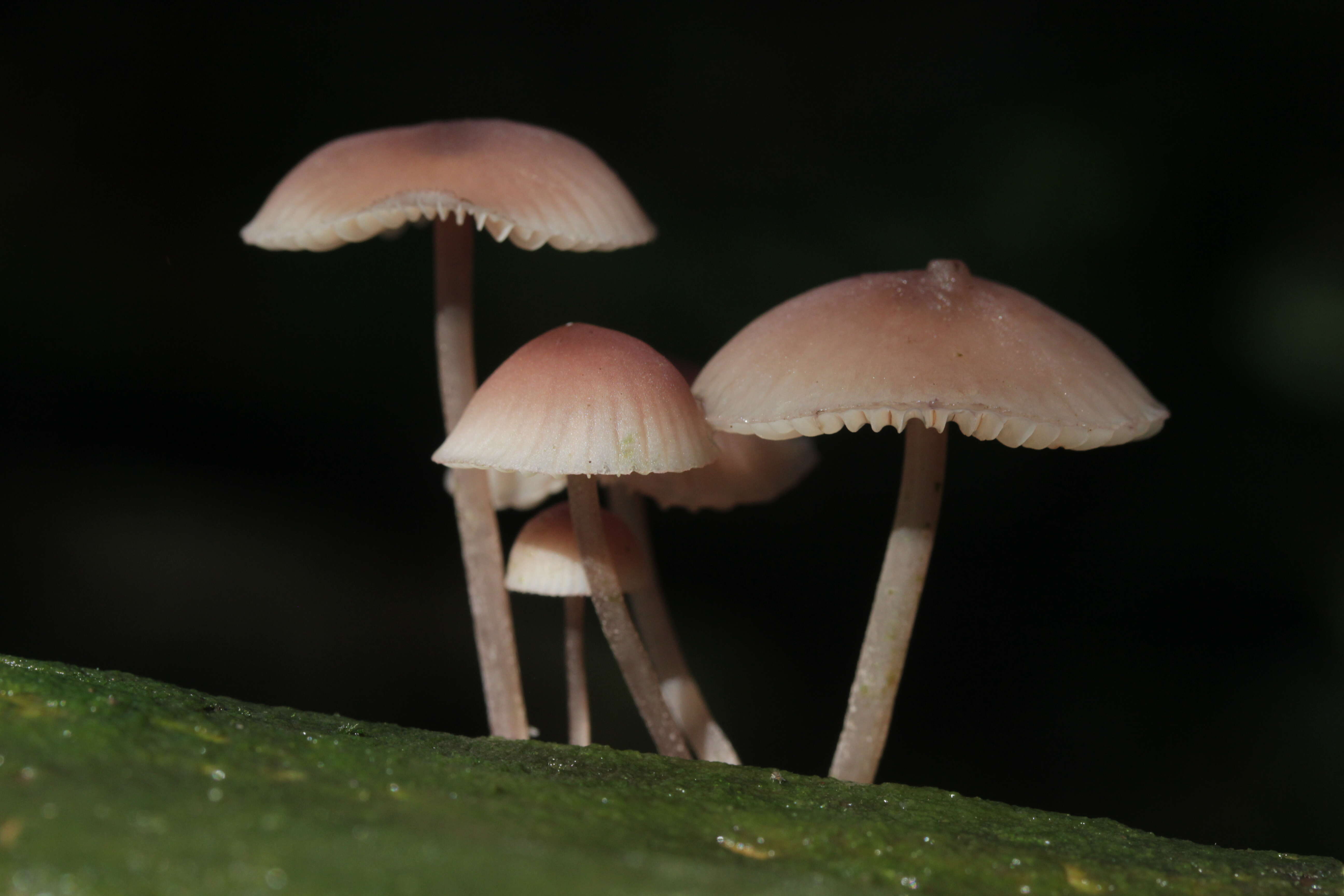 Image of Mycena haematopus (Pers.) P. Kumm. 1871