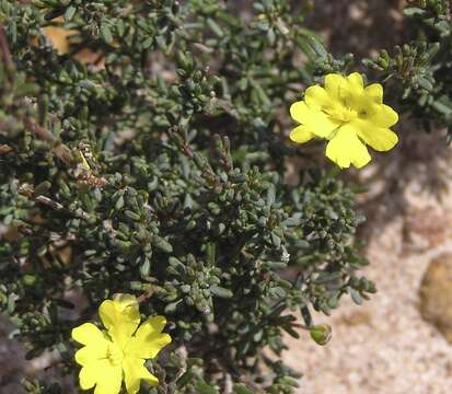 Image of Hibbertia gracilipes Benth.