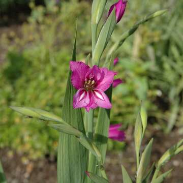 Imagem de Gladiolus imbricatus L.