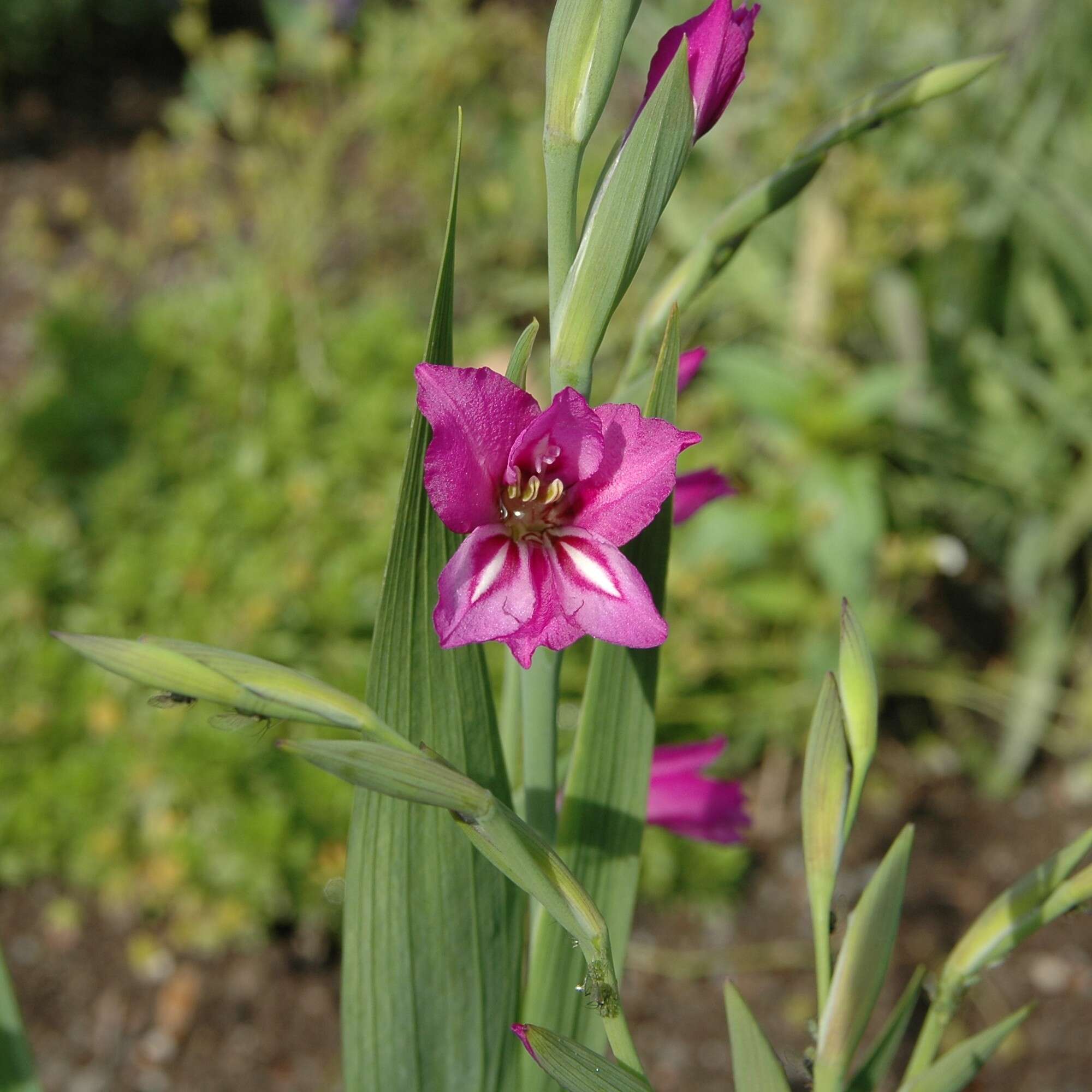 Image of Turkish Marsh Gladiolus