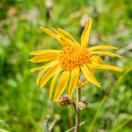 Image of mountain arnica