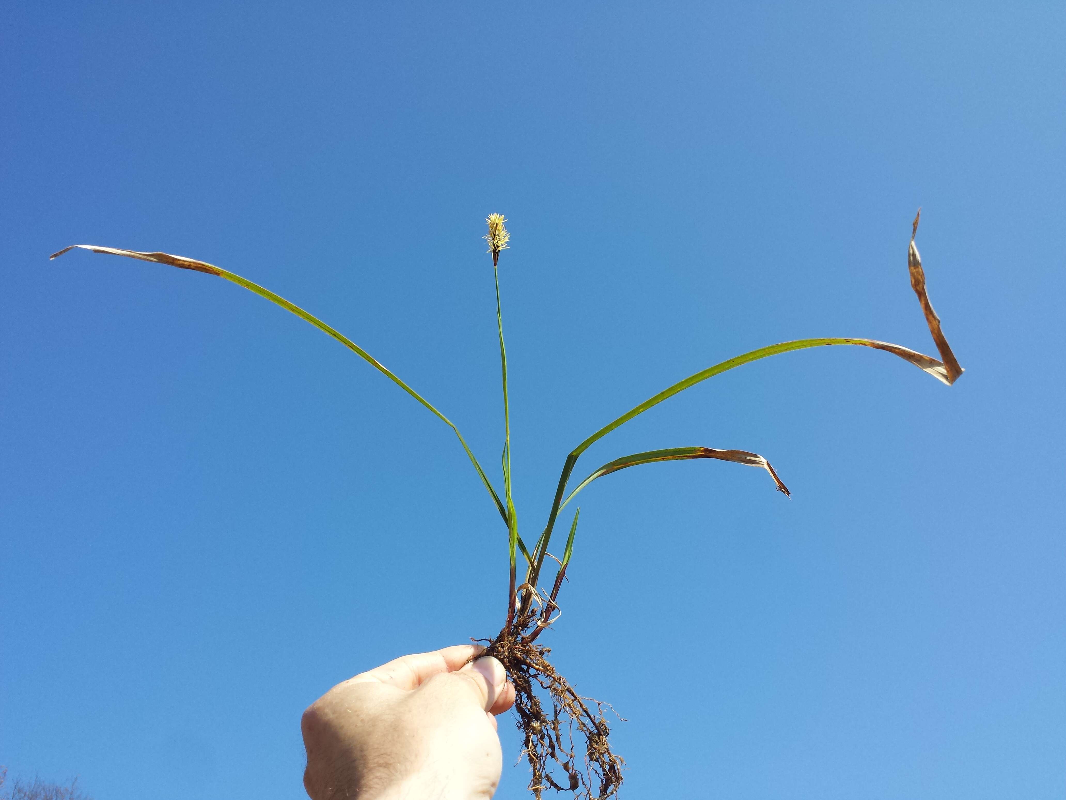 Image of Carex pilosa Scop.