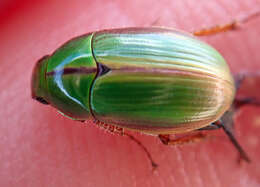 Image of Mānuka chafer beetle