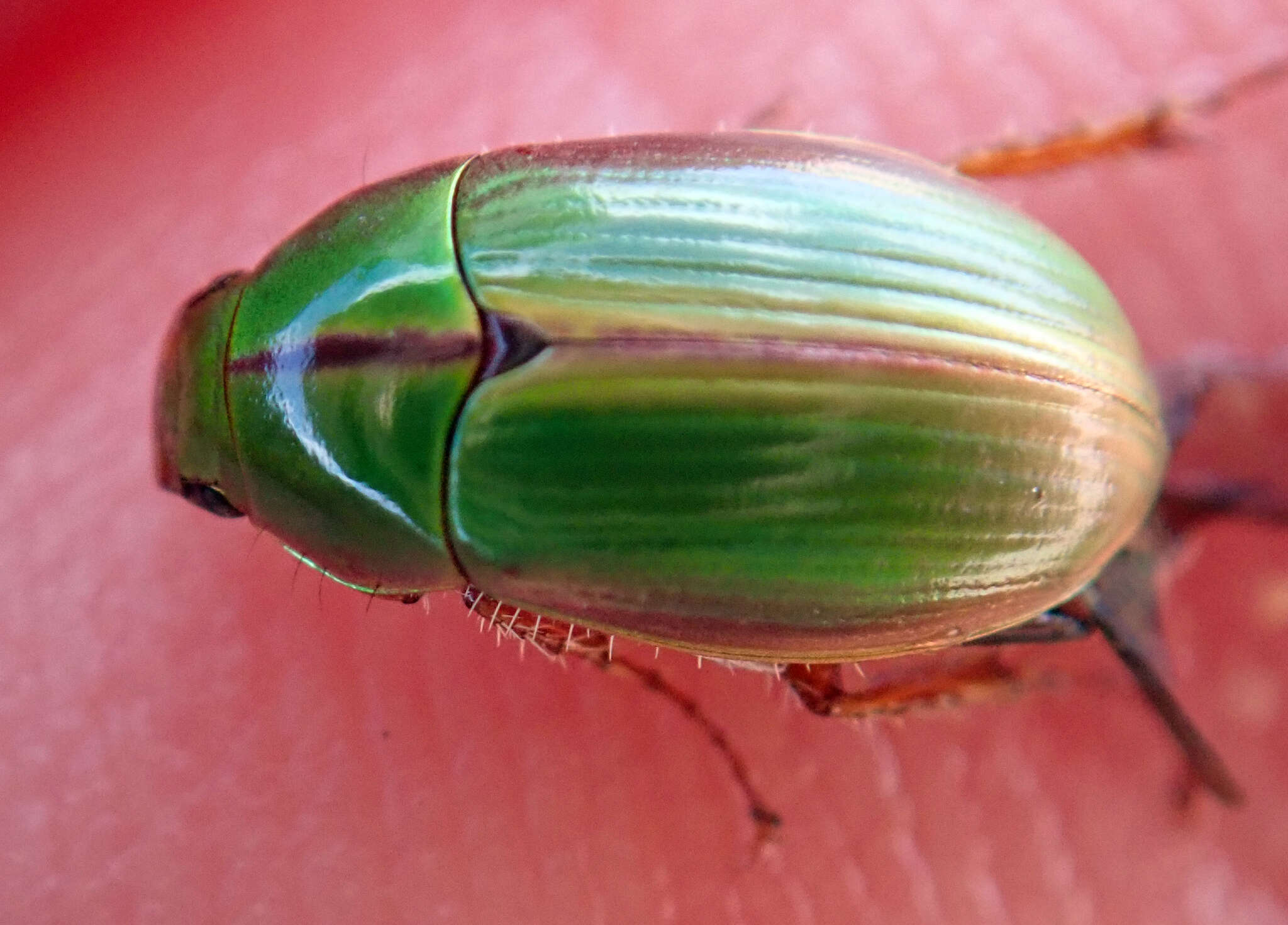 Image of Mānuka chafer beetle