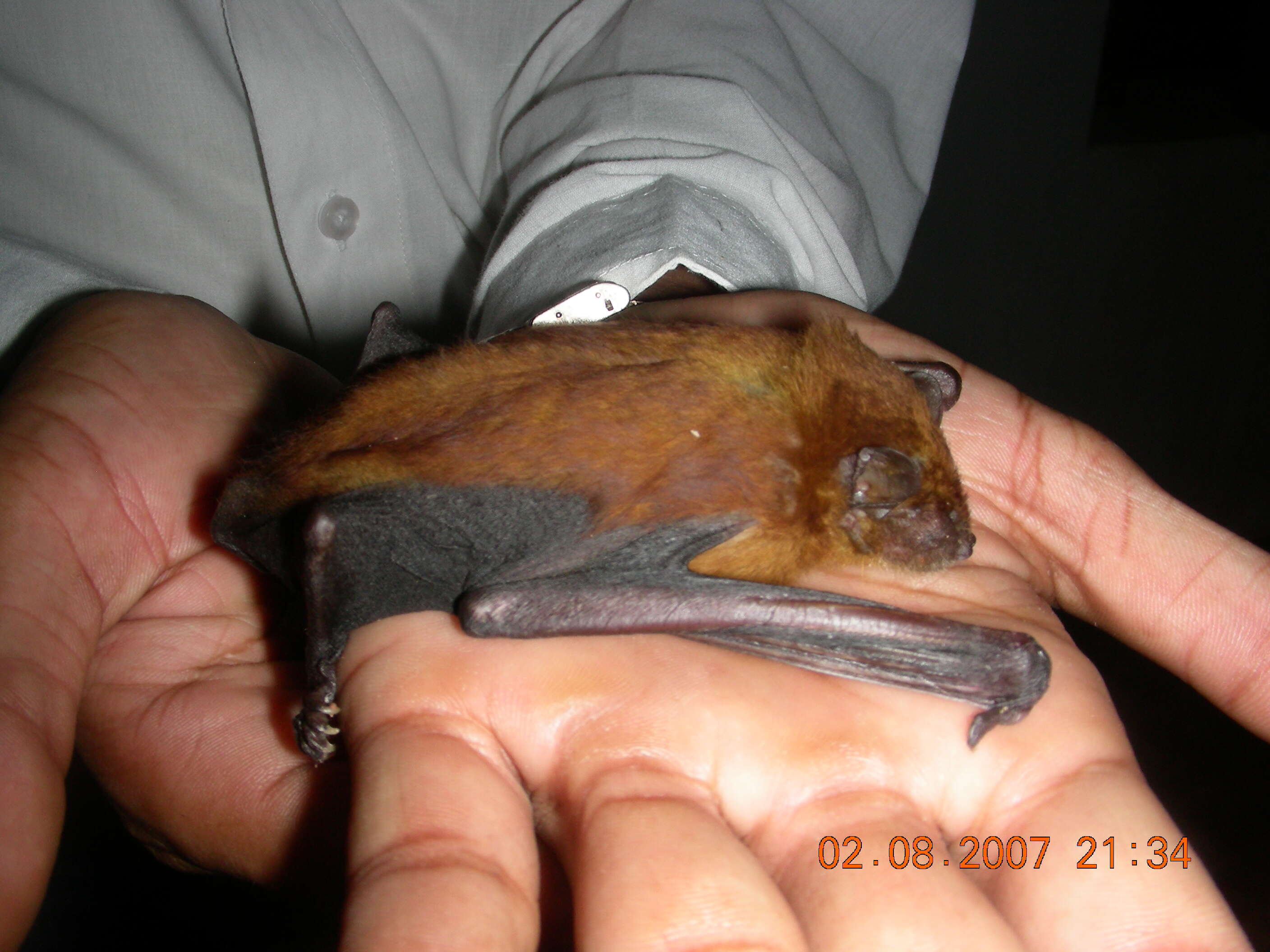 Image of Asiatic Lesser Yellow House Bat