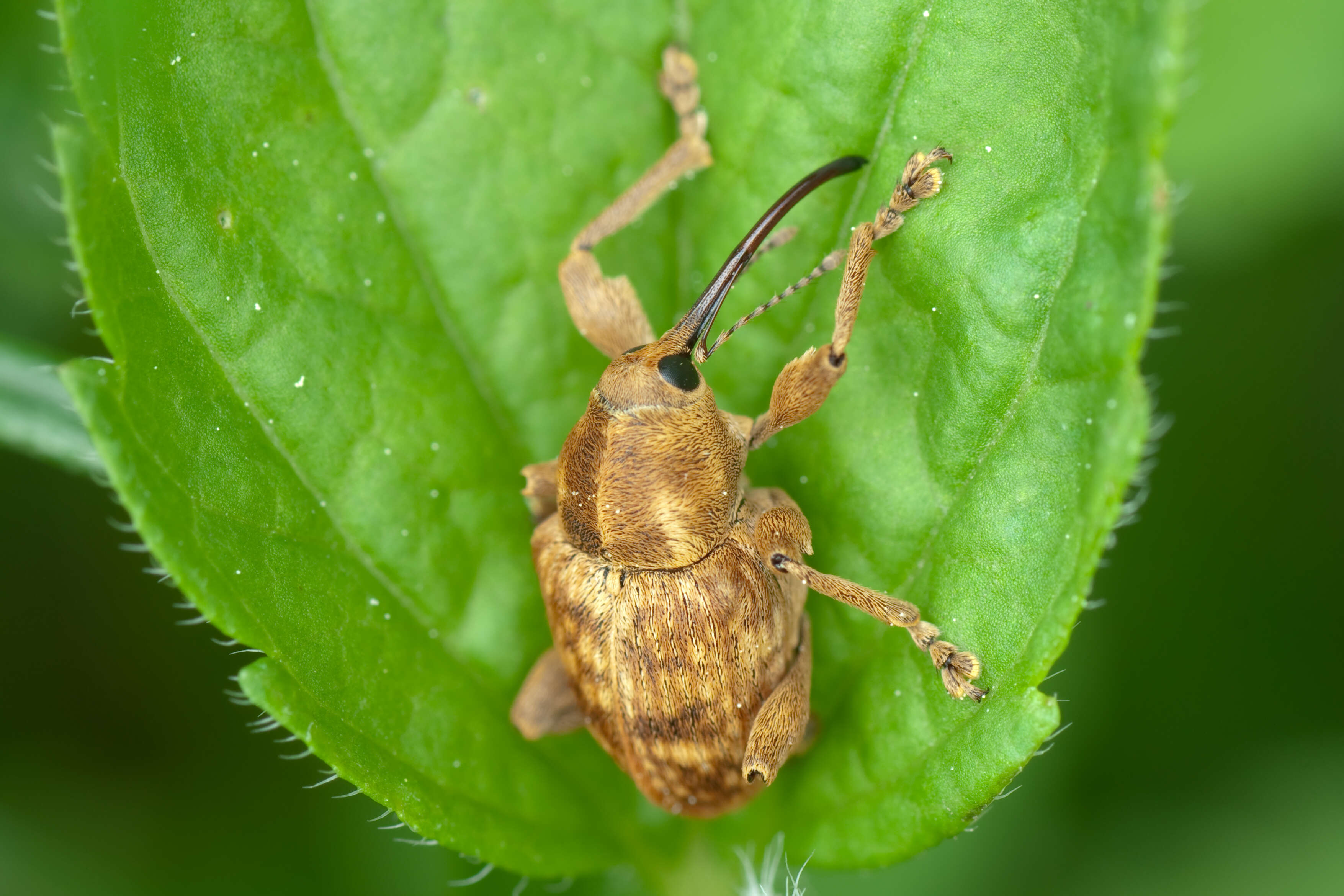 Imagem de Curculio