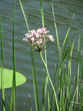 Image of flowering rush family