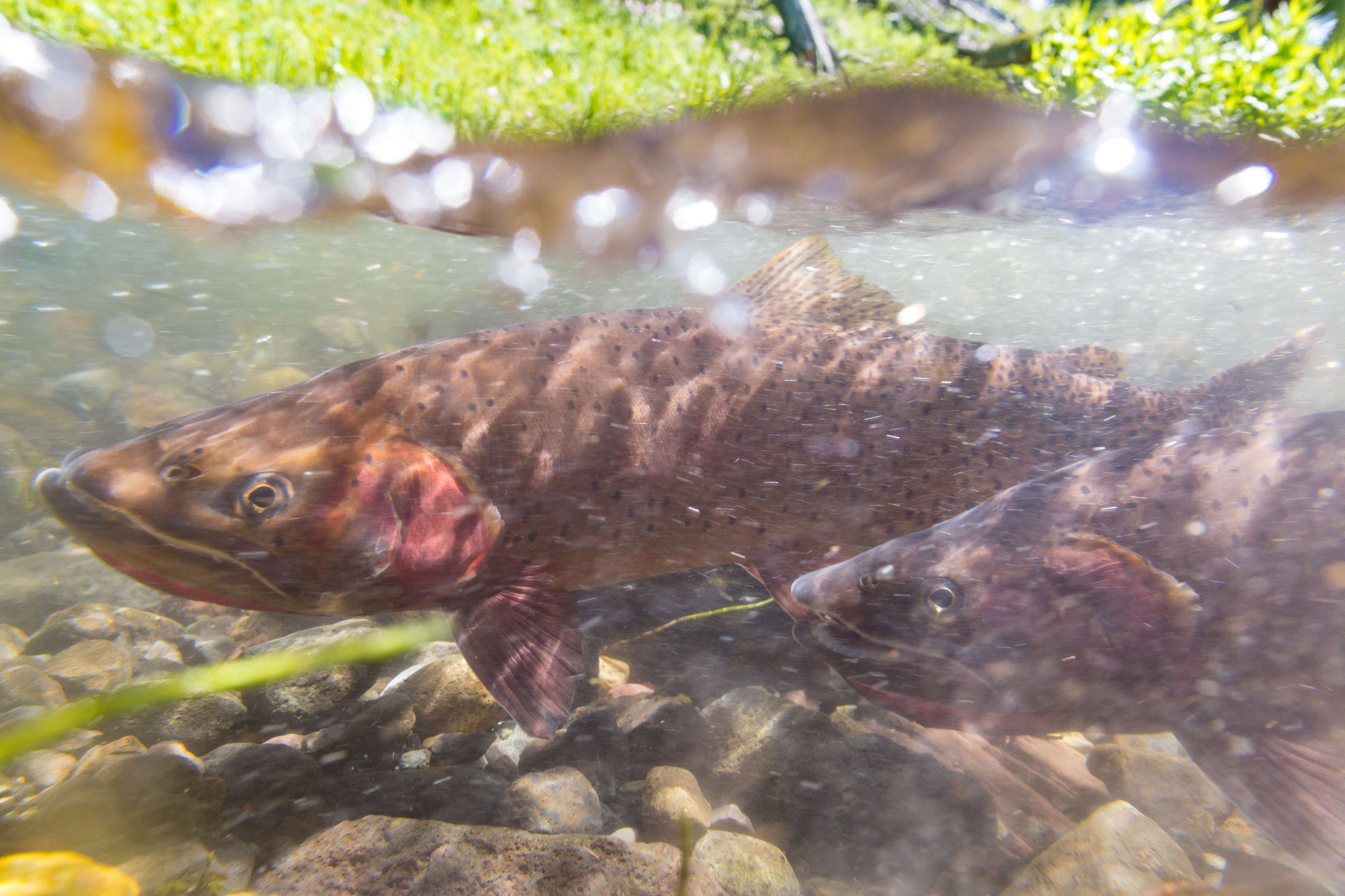 Image of Oncorhynchus clarkii bouvieri