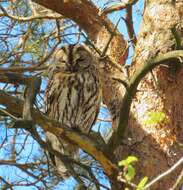 Image of Tawny Owl