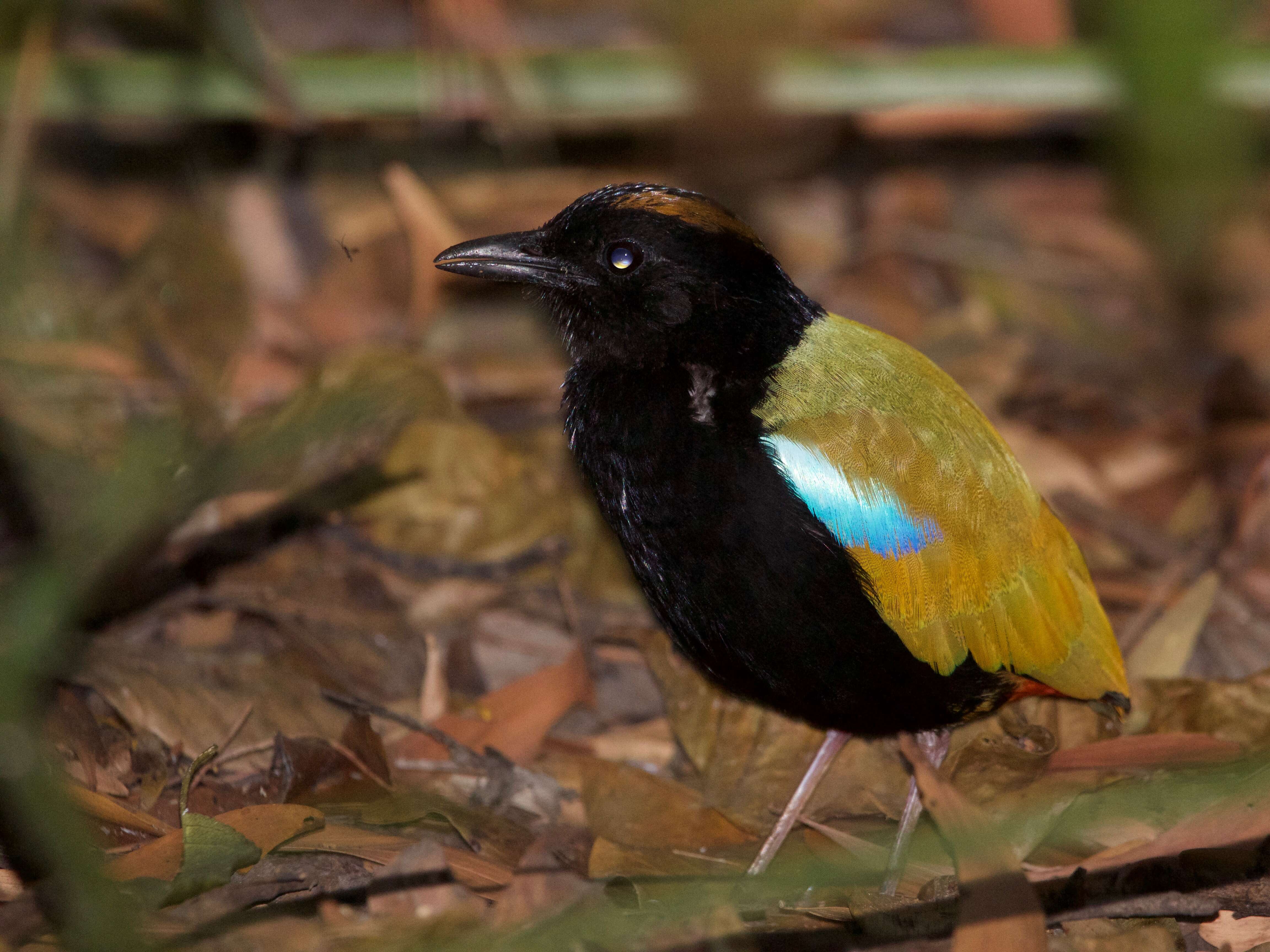 Image of Rainbow Pitta