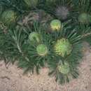 Imagem de Banksia tridentata (Meissn.)