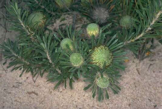 Image de Banksia tridentata (Meissn.)