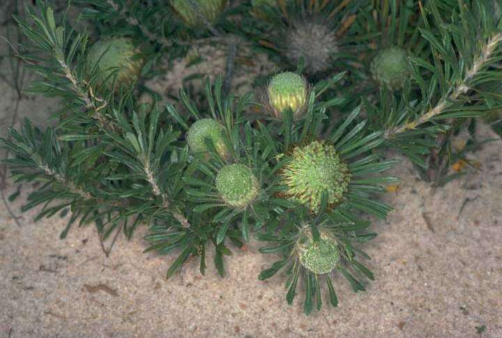 Image of Banksia tridentata (Meissn.)