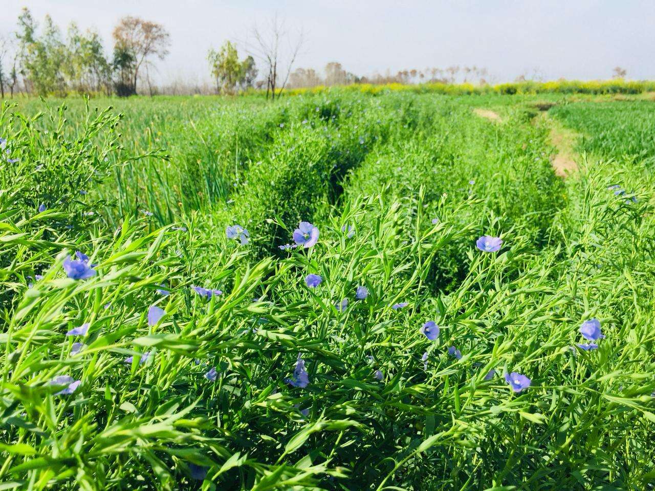 Image of flax