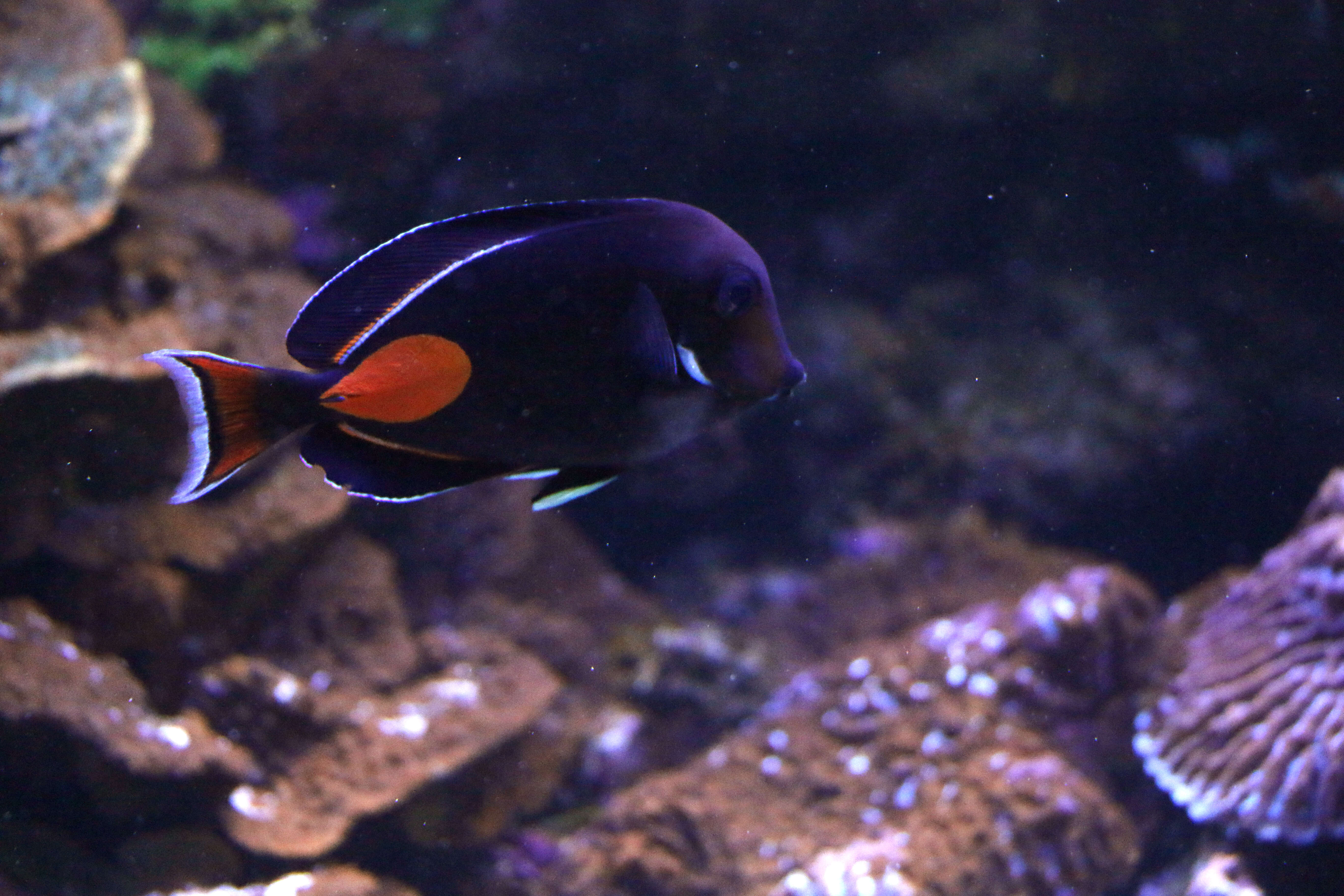 Image of Achilles Tang