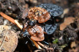 صورة Oiceoptoma thoracicum (Linnaeus 1758)