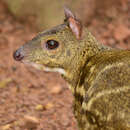 Image of Yellow-striped chevrotain