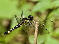 Image de Lyriothemis tricolor Ris 1916