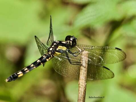 Image of Lyriothemis tricolor Ris 1916