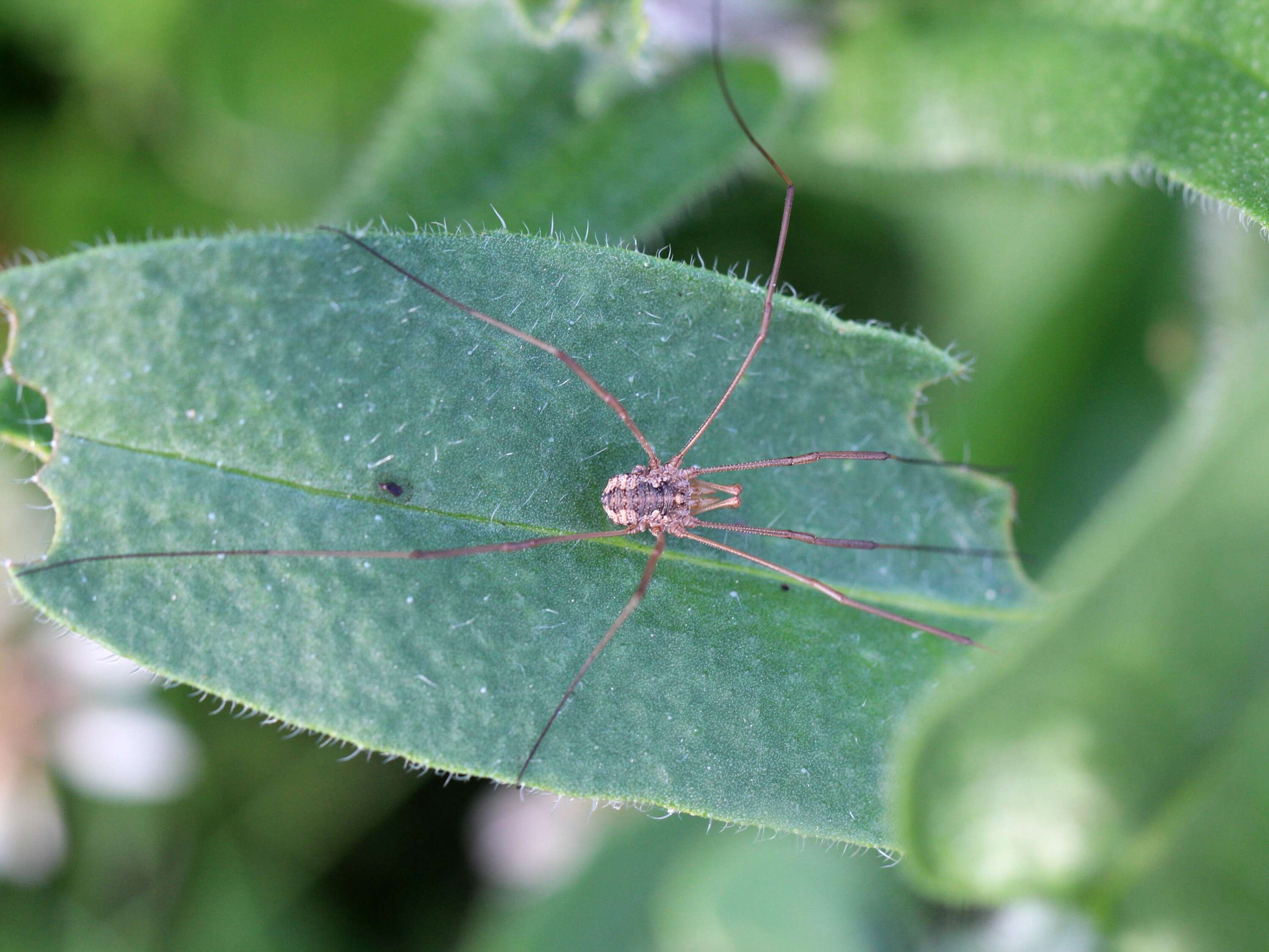 Image of Daddy longleg