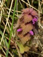 Image of purple archangel