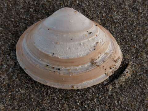 Image of surf clam