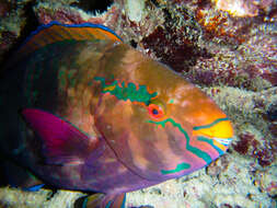 Image of Bridled Parrotfish