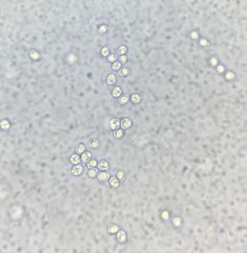 Image de Tricholome à odeur de Céléri