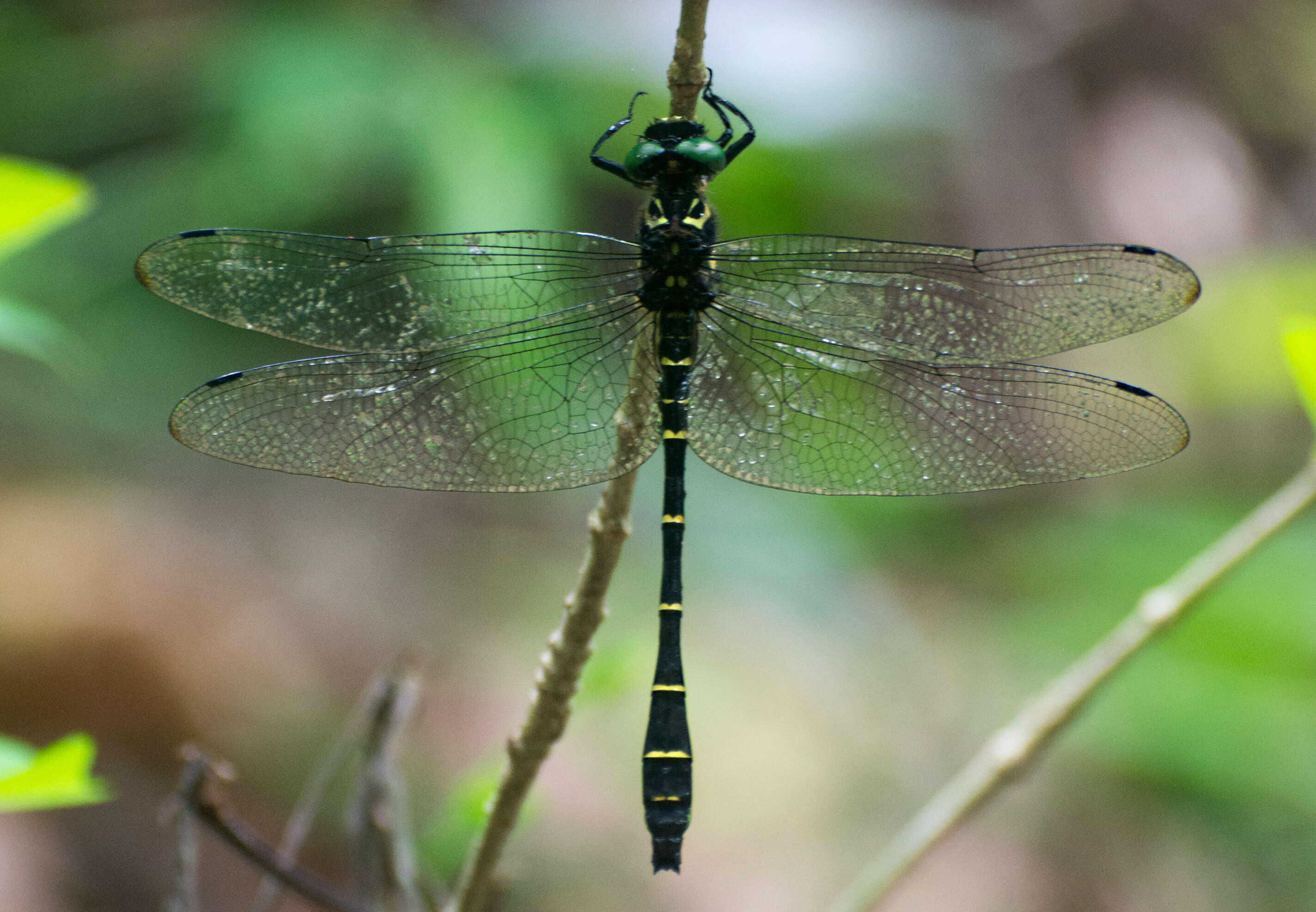 Plancia ëd Chlorogomphus xanthoptera (Fraser 1919)