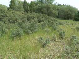 Image of Sea-buckthorn