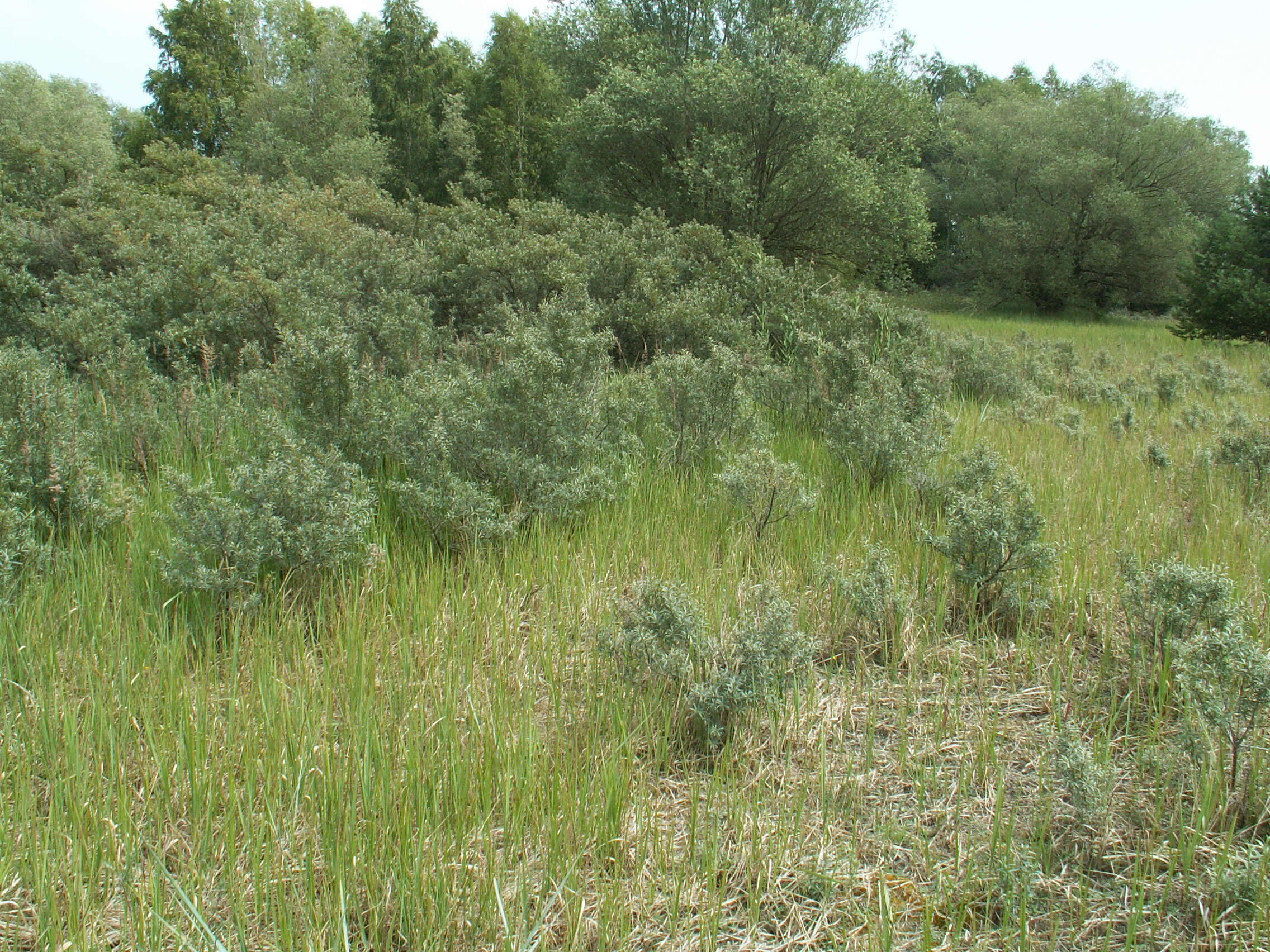 Image of Sea-buckthorn