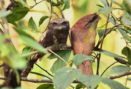 Image of Ceylon Frogmouth