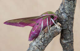 Image of elephant hawk-moth