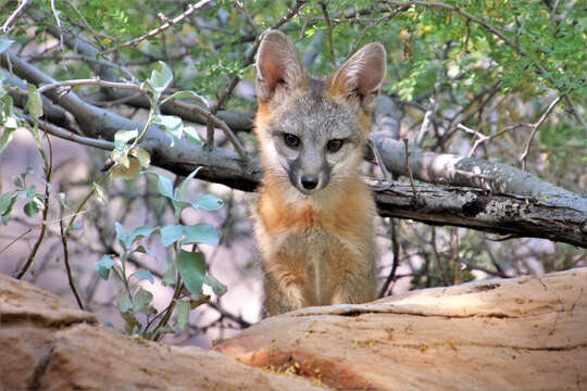 Image of Grey Foxes