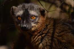 Image of brown lemur