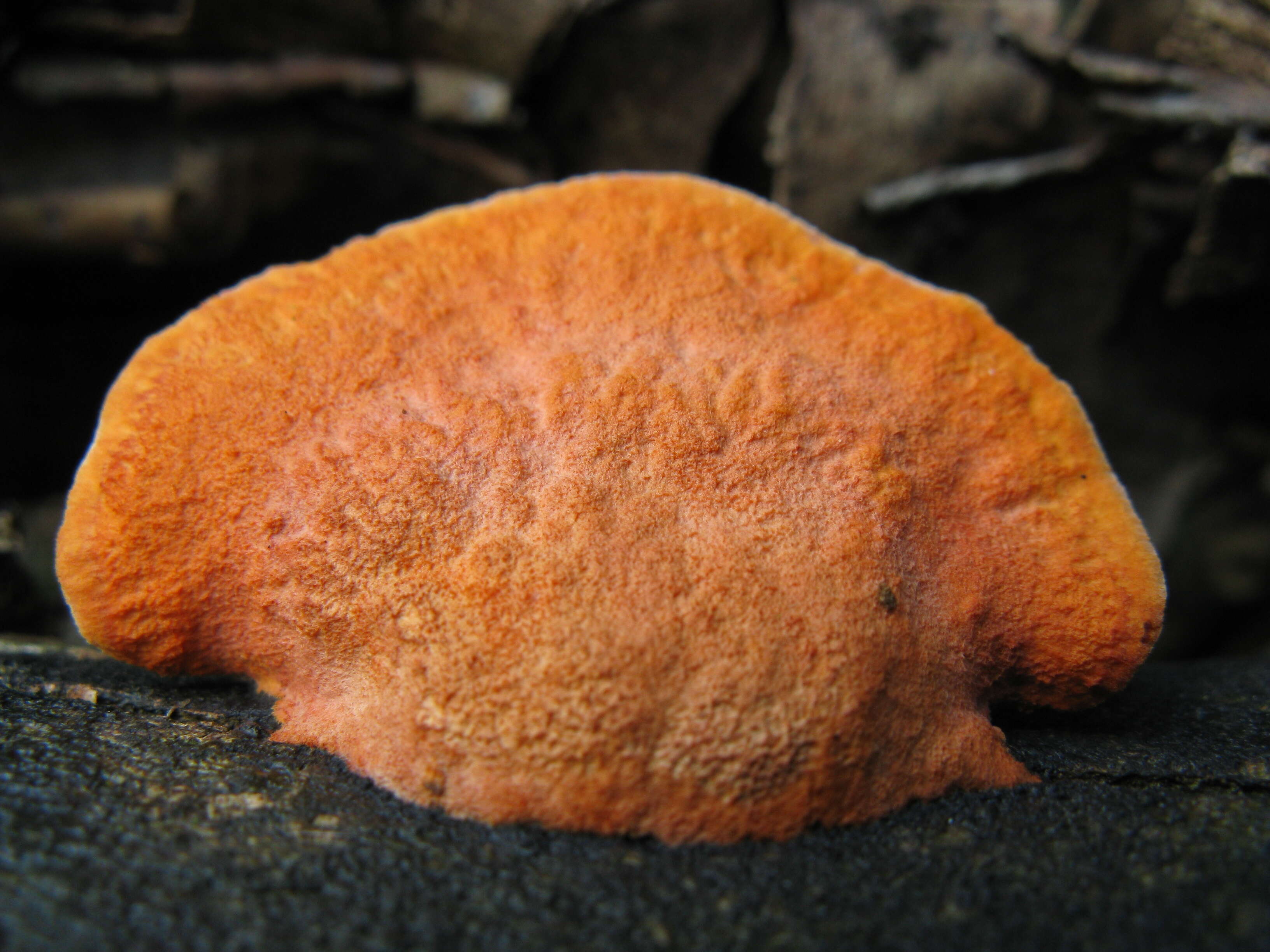 Image de Pycnoporus cinnabarinus (Jacq.) P. Karst. 1881