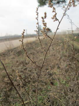 Image of field sagewort