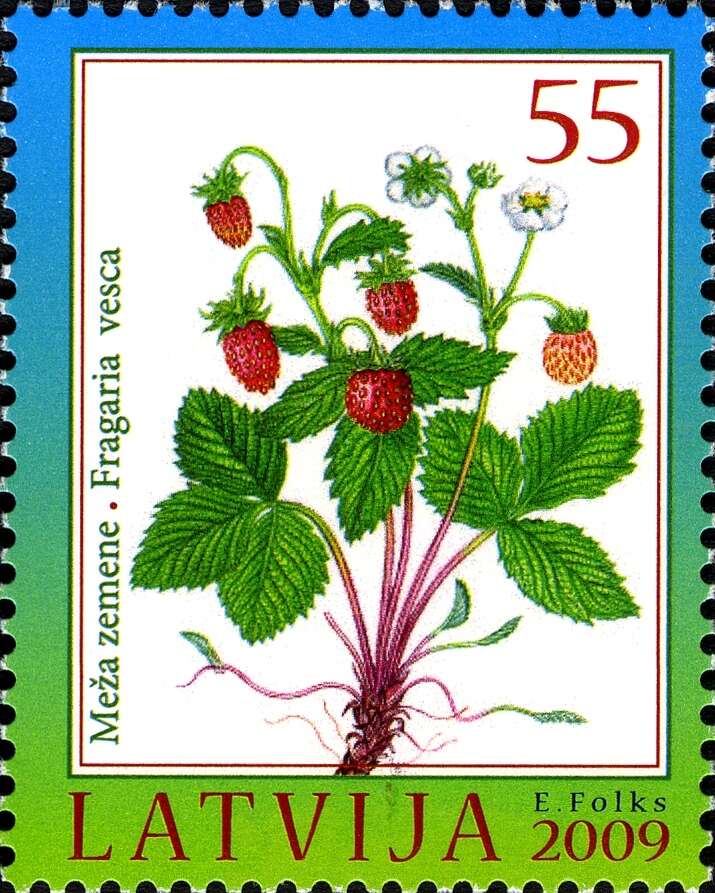 Image of woodland strawberry