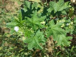 Image of cluster mallow