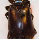 Image of Nicrophorus (Nicrophorus) satanas (Reitter 1893)