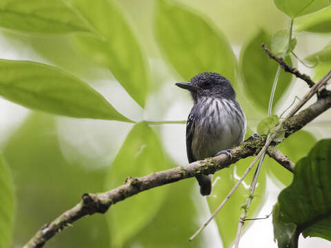 Image of Streak-crowned Antvireo